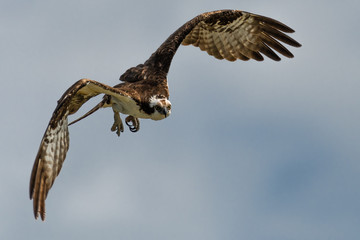 Flying Osprey or Sea Hawk (Pandion haliaetus)