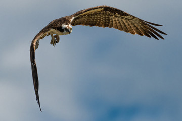 Flying Osprey or Sea Hawk (Pandion haliaetus)