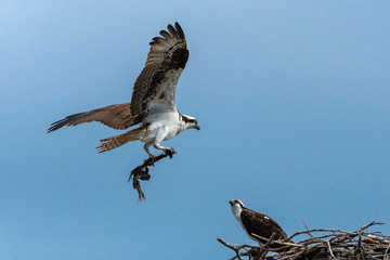 Osprey (Pandion haliaetus) bringing Nesting Material