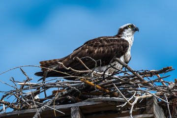 Osprey (Pandion haliaetus) Sitting on its Nest