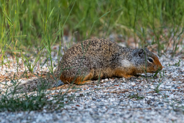 Naklejka na ściany i meble Northern Idaho Ground Squirrel (Urocitellus brunneus)