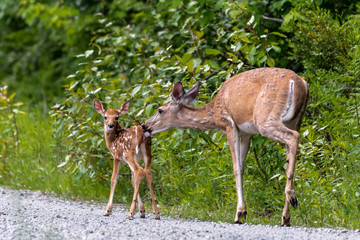 Naklejka na ściany i meble White-tailed Deer (Odocoileus virginianus), Mother and Fawn