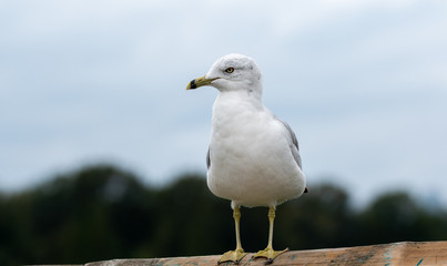 A picture of a seagull resting on the fence.     Vancouver BC Canada
