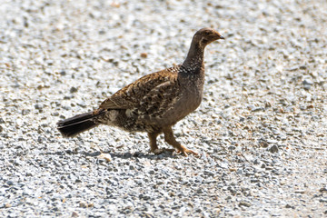 Female Dusky Grouse (Dendragapus obscurus), ID