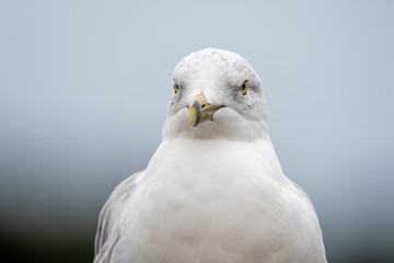 A closeup of ring-billed seagull's face with white background.   Vancover BC Canada
