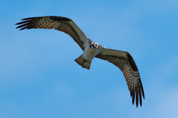Flying Osprey or Sea Hawk (Pandion haliaetus)