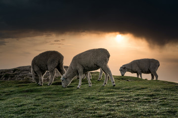Three sheep eating grass on beautiful cloudy sunrise on countryside.