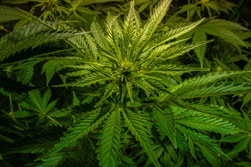 Naklejka na ściany i meble Medical marijuana plants indoors, before they start to flower and with a beautiful green.