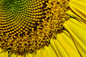 Sunflower close up