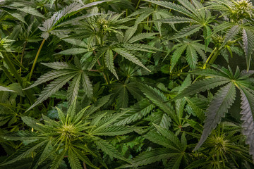 Fototapeta na wymiar Medical marijuana plants indoors, before they start to flower and with a beautiful green.