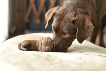 赤ちゃんのお世話をするラブラドールレトリバーの母