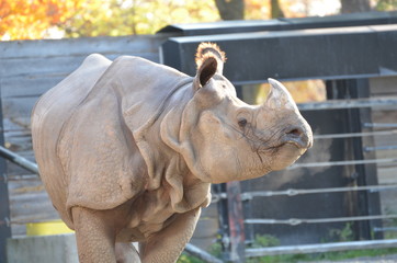 Naklejka premium portrait of a rhino