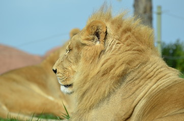portrait of a lion