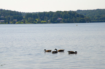 Birds with background