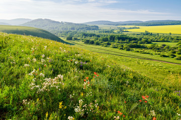 The wild flowers and cloudscape in summer grassland of Hulunbuir  of  China.