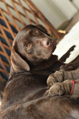 授乳をするラブラドールレトリバーの親子