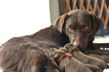 Obraz premium 授乳をするラブラドールレトリバーの親子