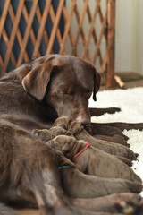 授乳をするラブラドールレトリバーの親子