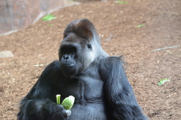 Obraz premium Gorilla