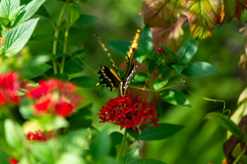 butterfly on a flower
