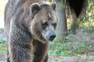Grizzly Bear