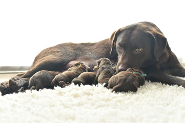 授乳をするラブラドールレトリバーの親子