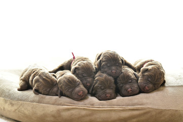 生まれたばかりのラブラドールレトリバーの赤ちゃん