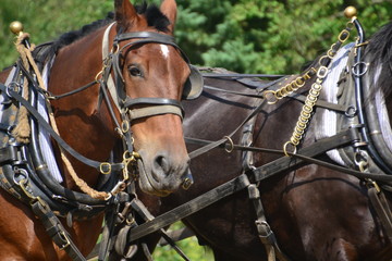 Close Up of a Horse