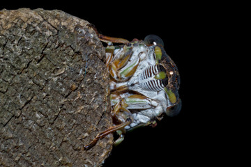 cicada on a black background macro