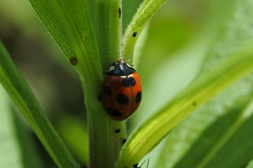 Seven spot ladybug is holding on the plant's stem.