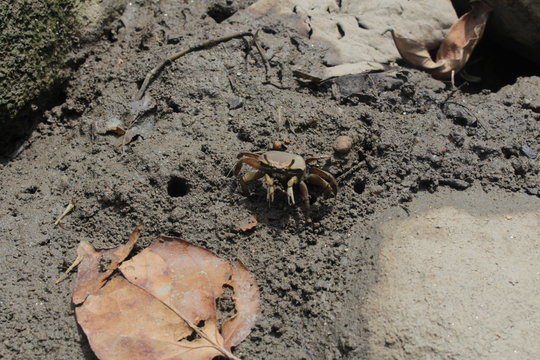 Little crab in the mud of Paraty city