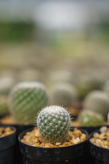 cactus pot plants in tropical plants nursery and farm