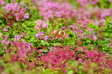 満開のシモツケソウとオニユリのコラボシーン＠伊吹山、滋賀