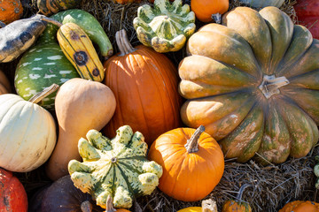 Pumpkins and gourds in the fall.