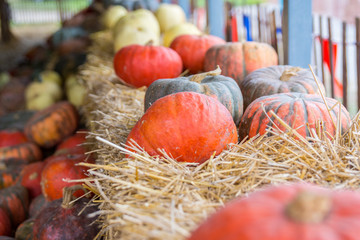 A row of pumpkins sitting on straw in the autumn.