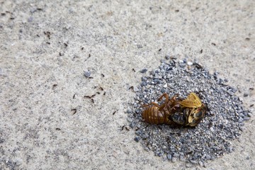 蝉の死骸と蟻