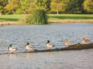 Ducks sitting on a log in the water.
