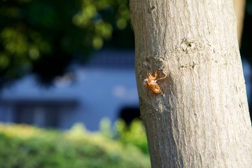 蝉の抜け殻