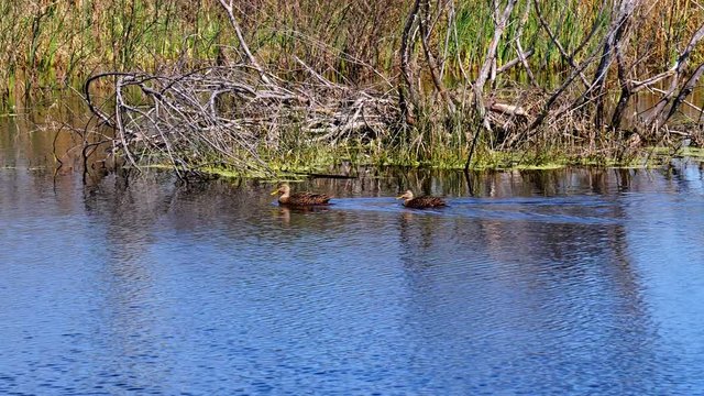 Ducks in a pond. Beatiful clip of mottled duck, Anas fulvigula, also called mottled mallard, swimming on the surface of the blue water in a natural setting.