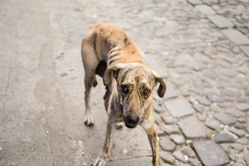 Perro callejero 