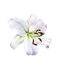 Watercolor lily, elegant white lilly flower on an isolated white background, watercolor hand drawn flower, stock illustration.	