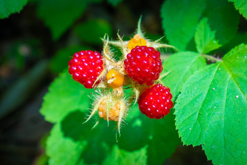 Close up wild red raspberries on bush sweet and juicy