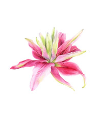 Watercolor lily, elegant pink lilly flower on an isolated white background, watercolor hand drawn flower, stock illustration.	