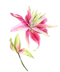 Watercolor lily, elegant pink lilly flower on an isolated white background, watercolor hand drawn flower, stock illustration.	