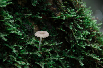 Fototapeta premium Beautiful wild mushrooms and moss on tree stump in a forest.