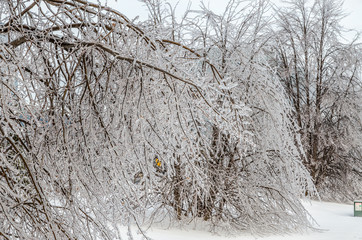 Freezing rain