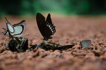Beautiful masses of butterflies on road, Pang Sida National Park, Thailand.