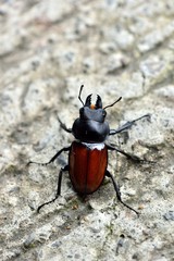 Red round wings(Neolucanus doro Mizunuma)