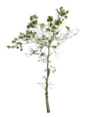 Beautiful green tree isolated on white.