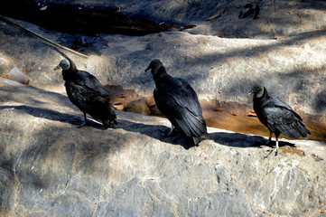 raven on the rock